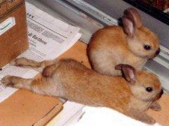 baby_bunnies-732160.jpg